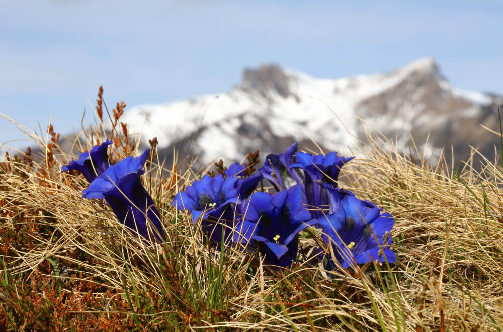 Stängelloser Enzian