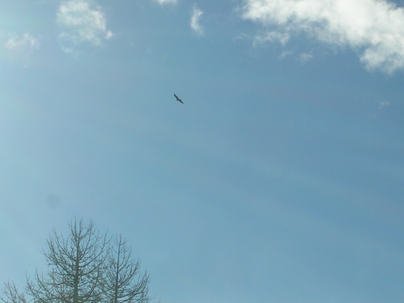 Adler Großarltal
