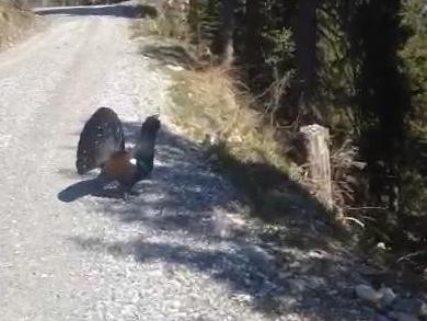 Auerhahn Großarltal