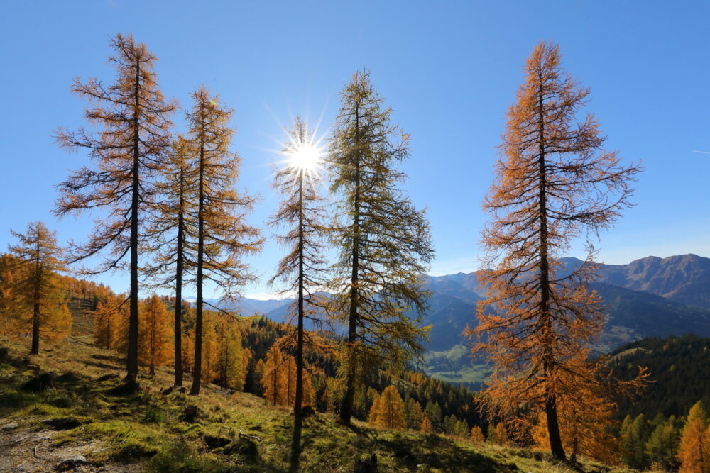 Färbung der Lärchen im Herbst