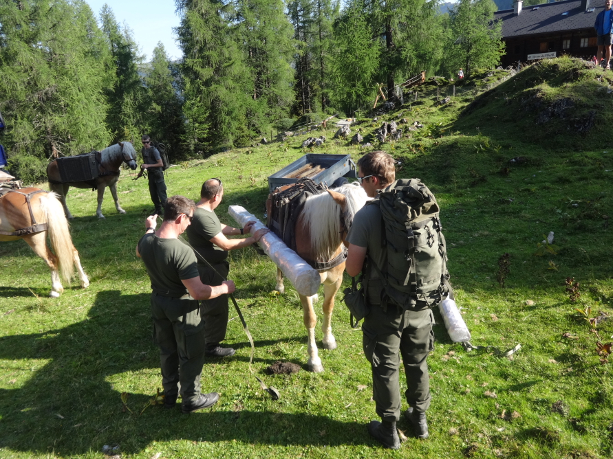 Haflingerpferde transportieren das neue Kreuz bis zum Filzmoossattel