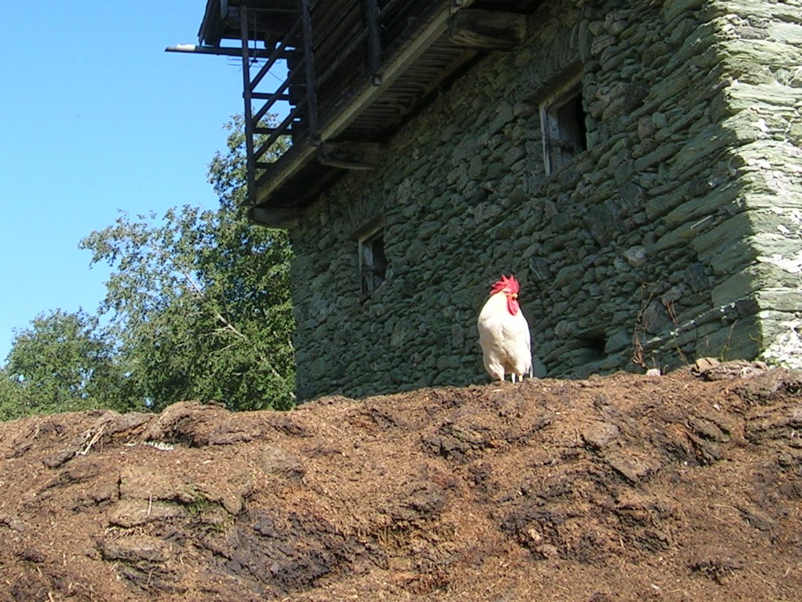 Misthaufen im Großarltal mit dem sprichwörtlichen Hahn drauf