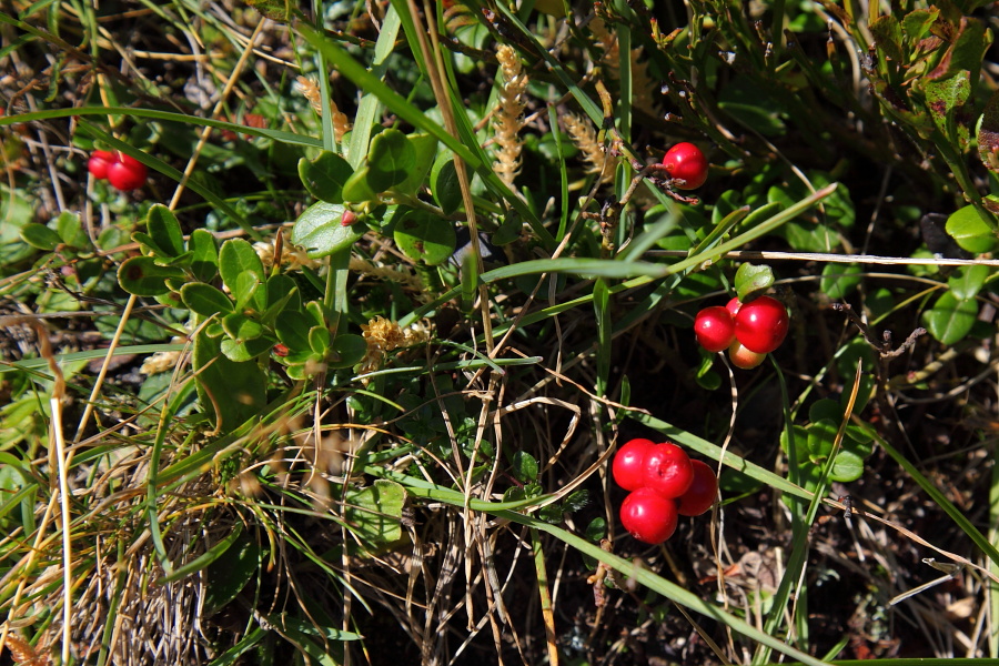 Preiselbeeren noch zum Pflücken