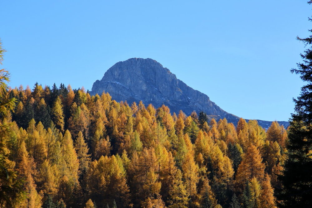 Goldener Lärchenwald vor dem Draugstein