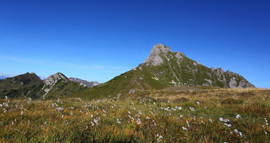 Feuchtwiese am Weg zur Filzmooshöhe