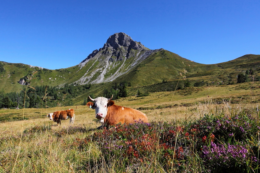 Almfrieden auf der Filzmoosalm