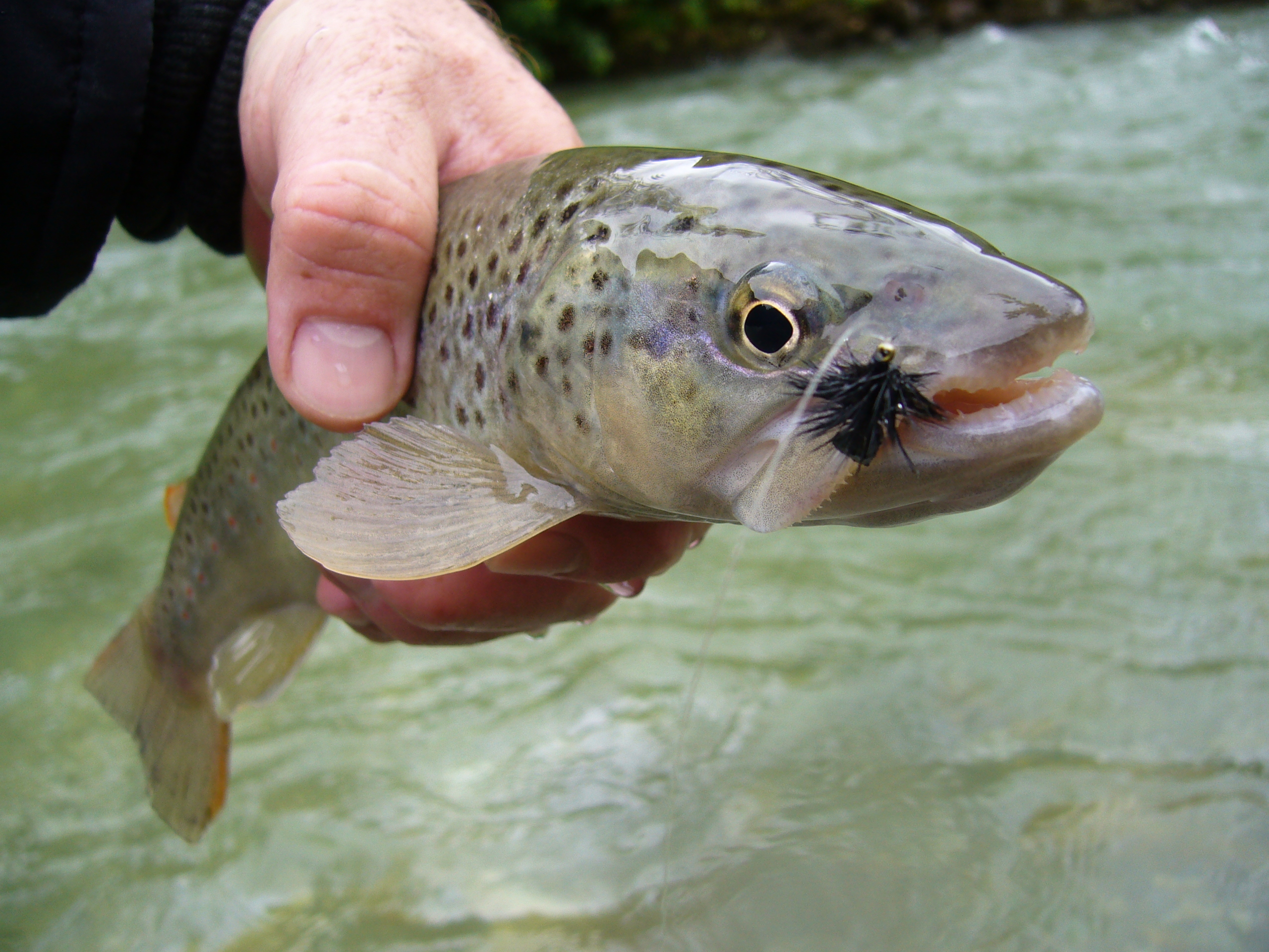 solch gesunde Fische sind in unserem Gewässer zu Hause