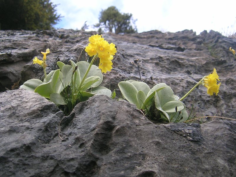 Gamsbleami Großarltal