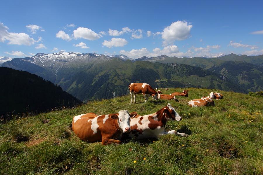 Friedliche Kühe oberhalb der Glettenalm