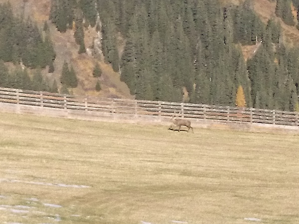 Hirsch im Skigebiet Großarltal