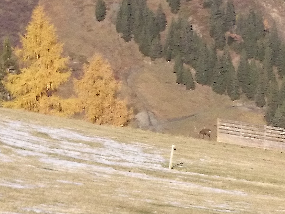 Hirsch im Skigebiet Großarltal