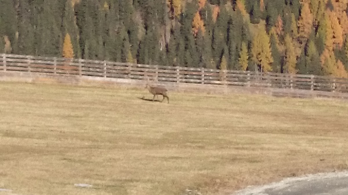 Hirsch im Skigebiet Großarltal