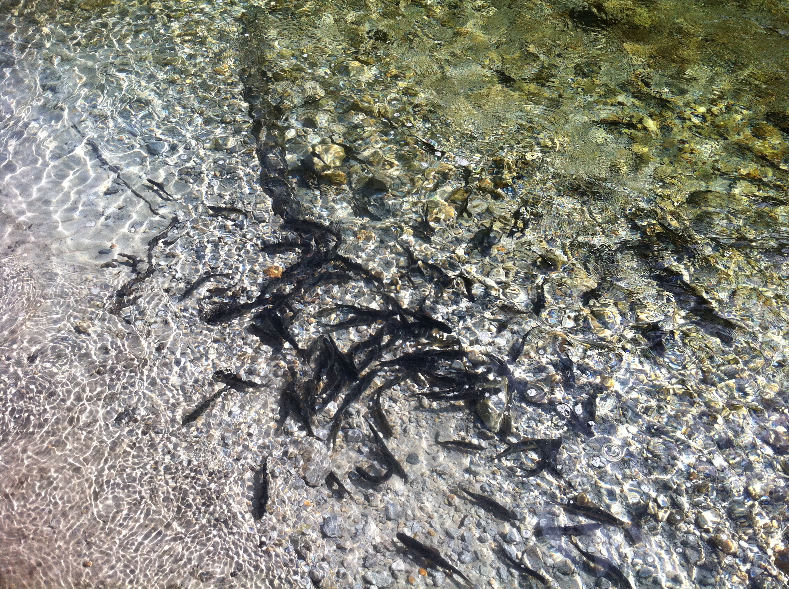 Die Äsche ein seltener Salmonide bei uns in Hüttschlag im Talschluss anzutreffen