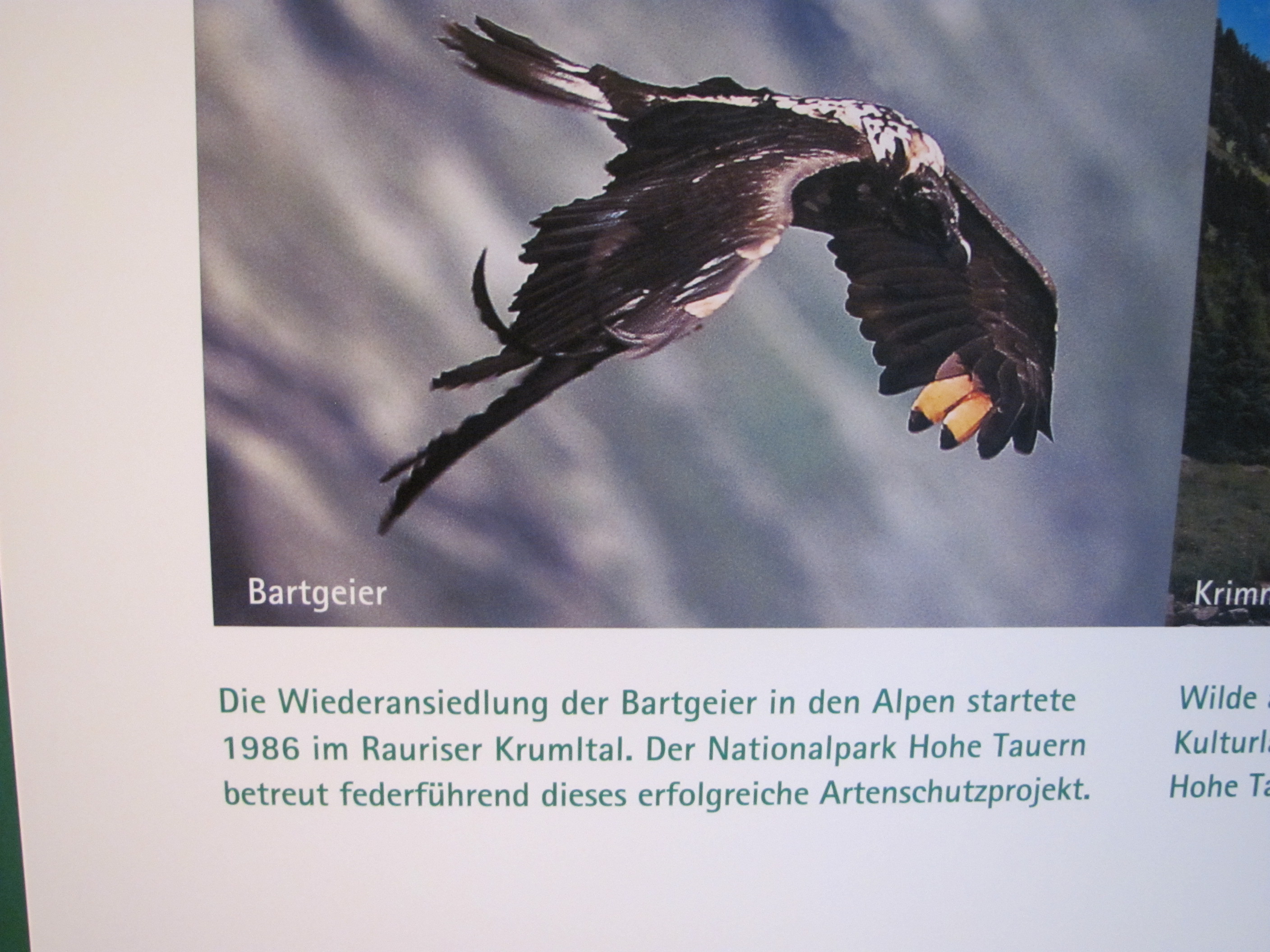 Der Bartgeier zieht wieder seine Kreise im NP Hohe Tauern