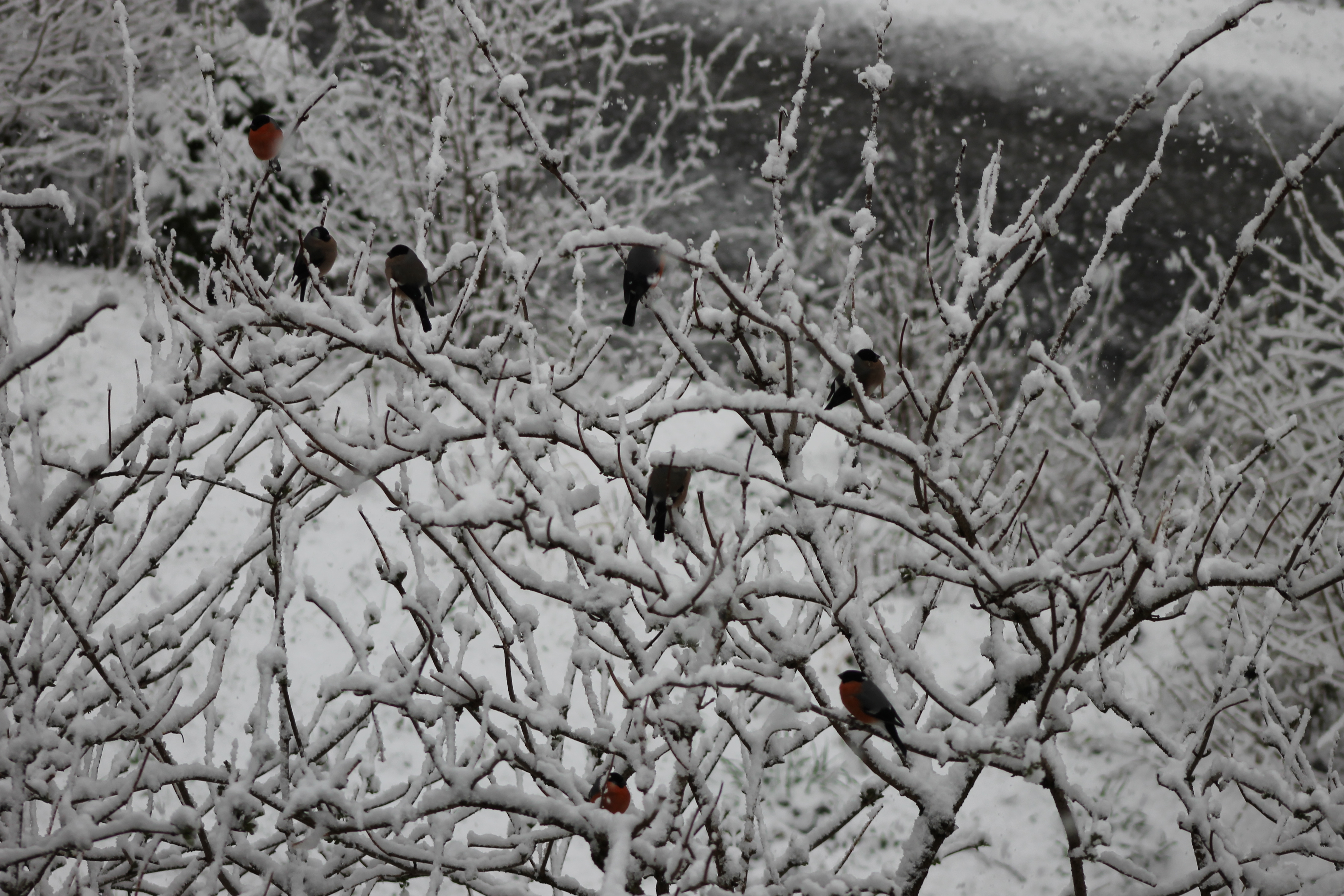 Gimpel im tiefverschneiten Garten © Christiane Mayr