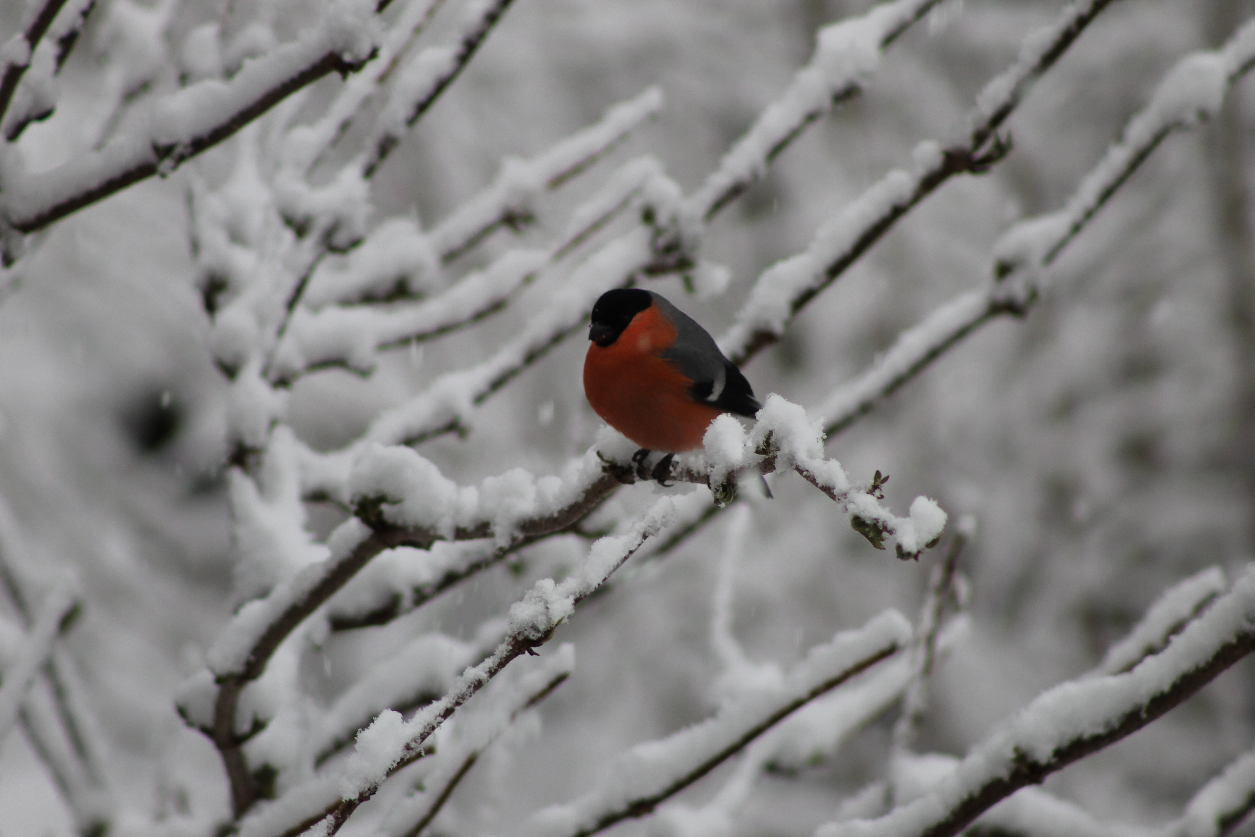 Gimpel im tiefverschneiten Garten © Christiane Mayr