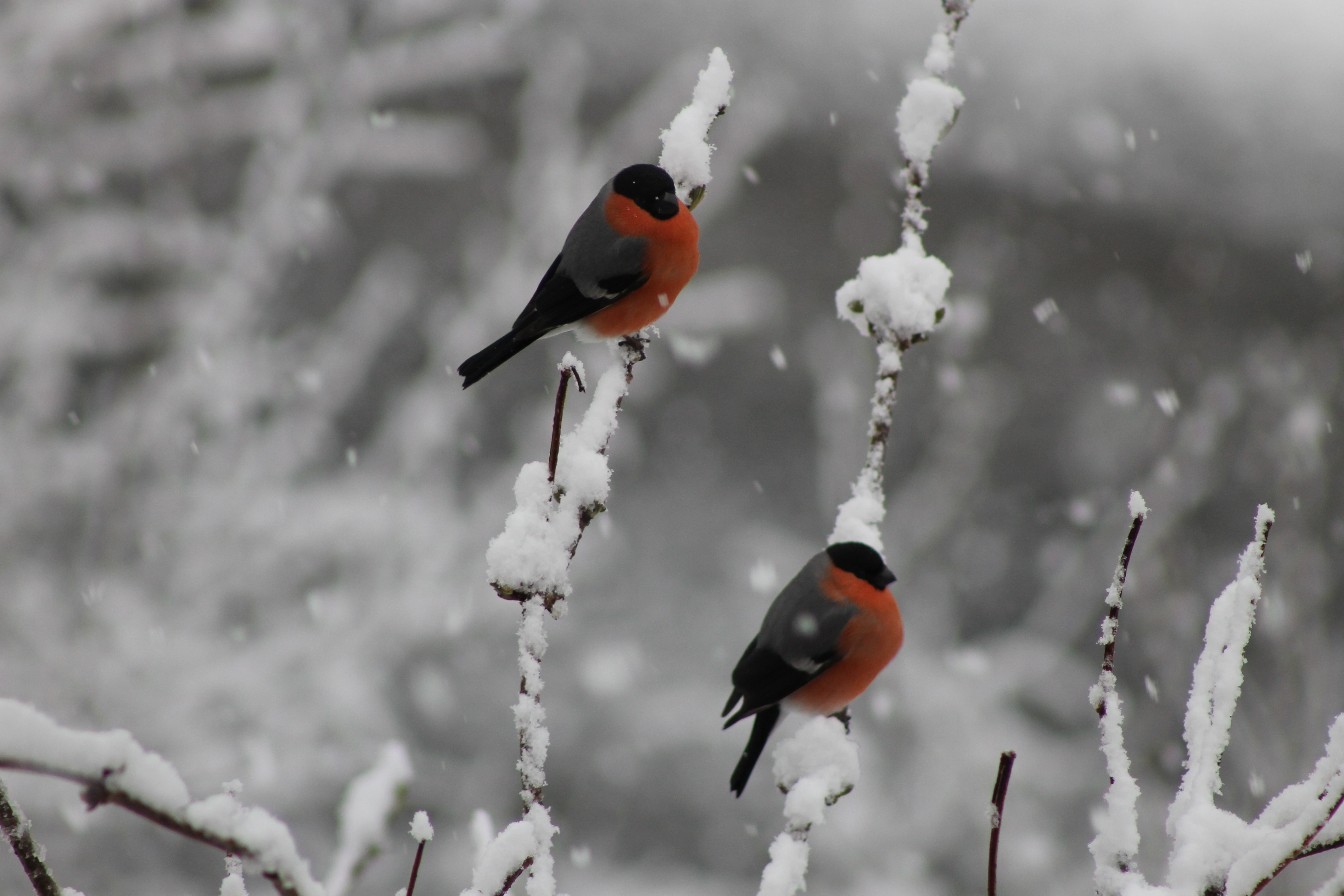 Den Gimpeln gefällt es sichtlich im Garten © Christaine Mayr