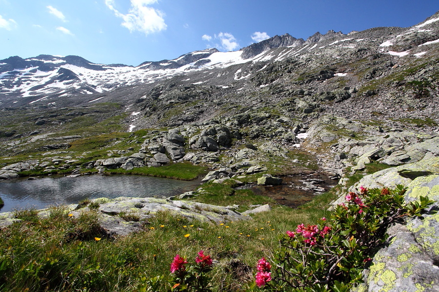 Letzte Blüten auf kargem Boden