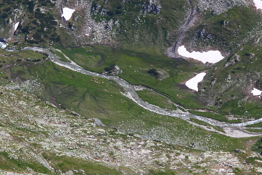 Unten am Kleinelendbach weiden Kühe