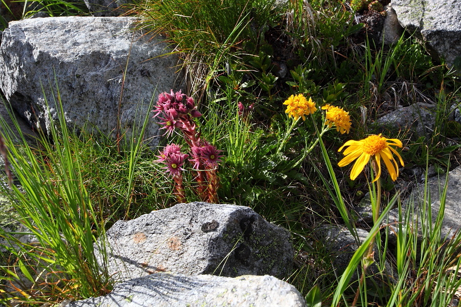 Zwischen den Geröllfeldern immer wieder die herrlichsten Blumen