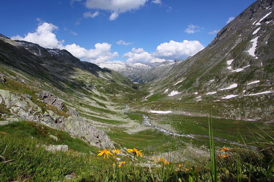 Arnika bringt hier Leben ins Bild beim Blick aus dem Kleinelendtal