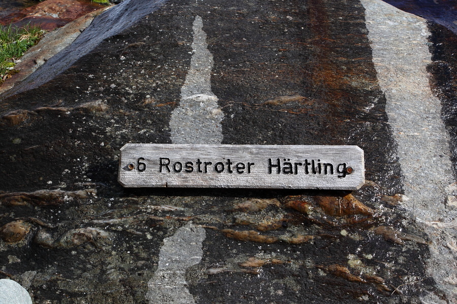 ... Aha! Es ist der rostrote Härtling.