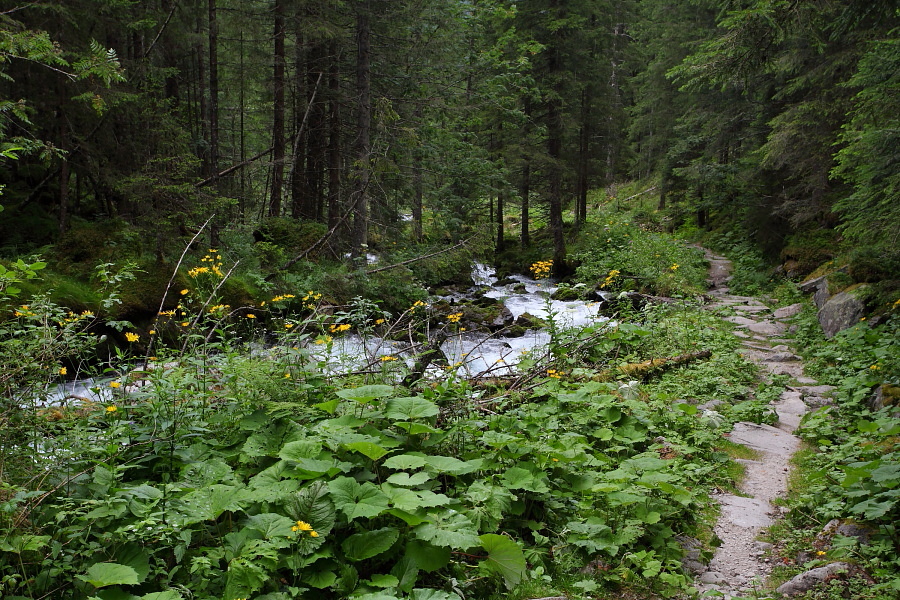 Durch eine alpine Urwaldlandschaft führt der Steig talwärts