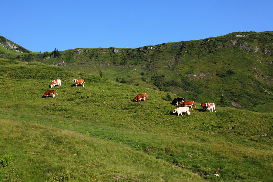 Friedlich weiden die Tiere auf der Alm