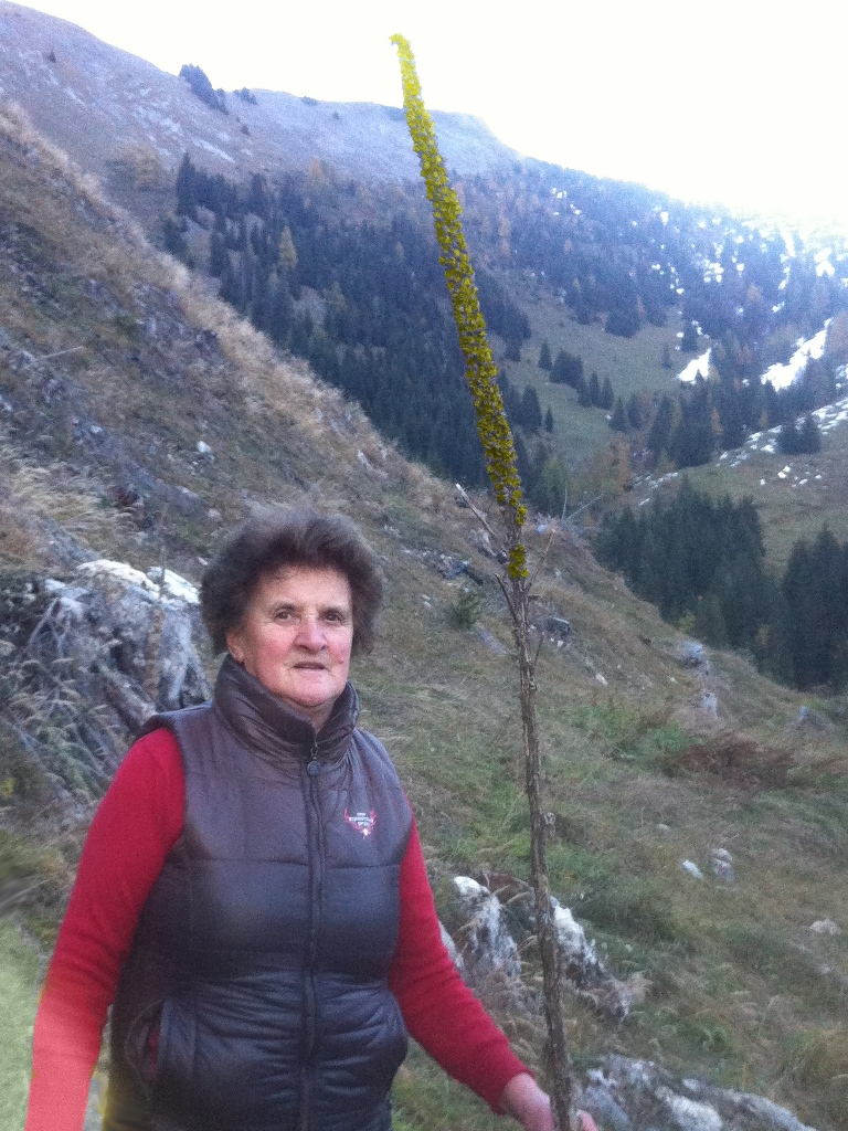 Anna, meine Mutter und Sennerin der Karseggalm unterhalb der Kitzsteingabel mit einer Königskerze von mindestens 2,5 Meter Höhe.