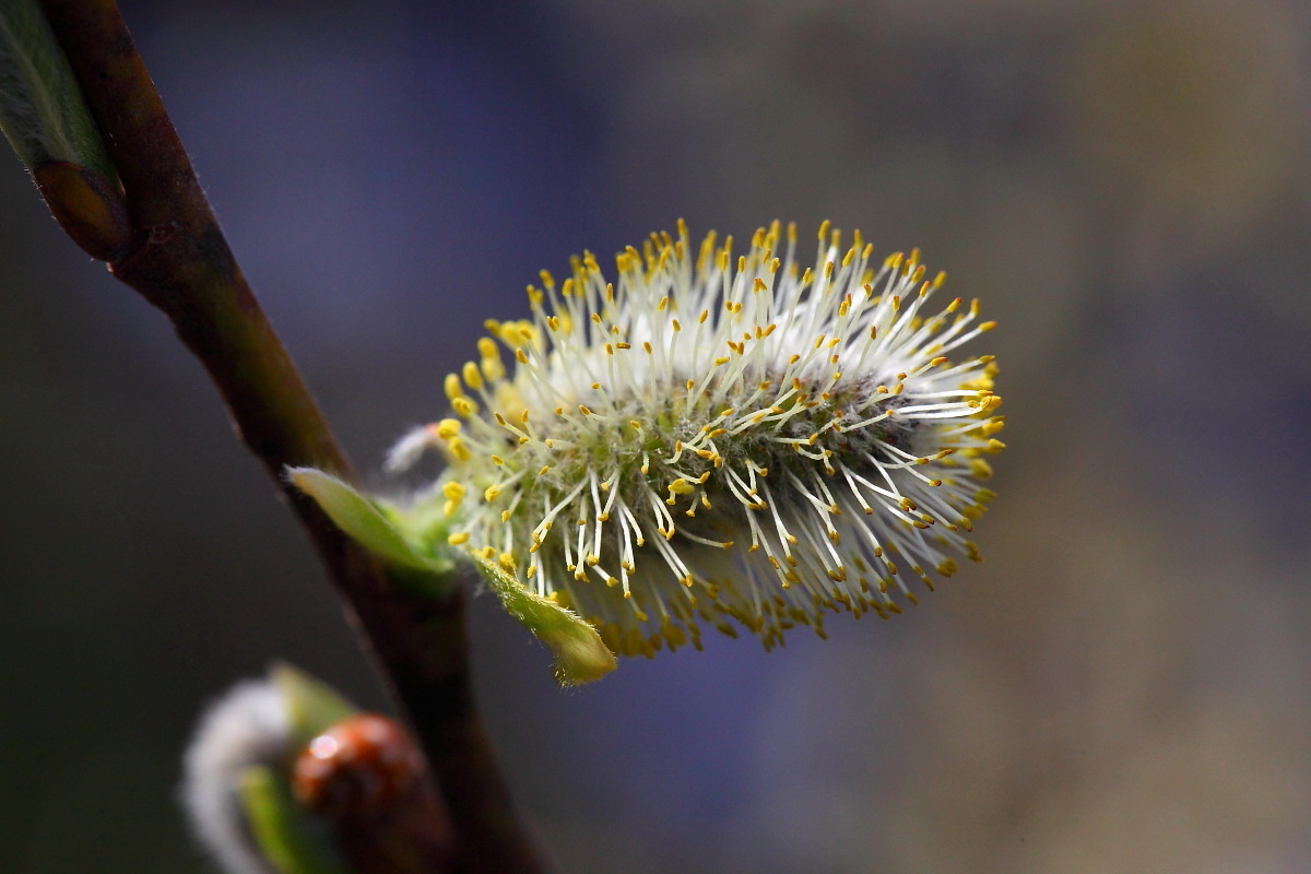 Die Weidenkätzchen ("Poimkatzl") sind heuer in voller Blüte