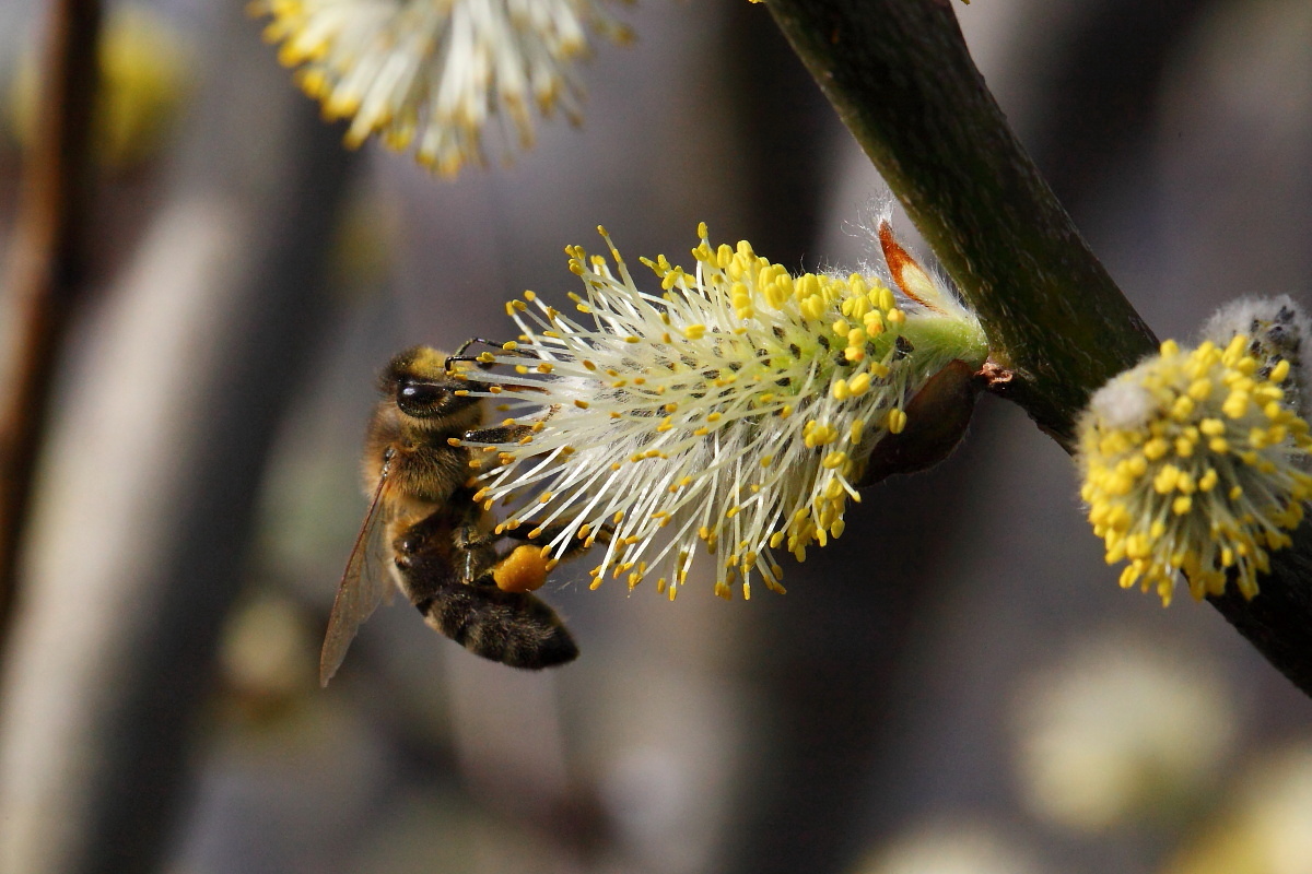 Fleißig sammeln die Bienen Nektar auf den üppig blühenden Weidenkätzchen