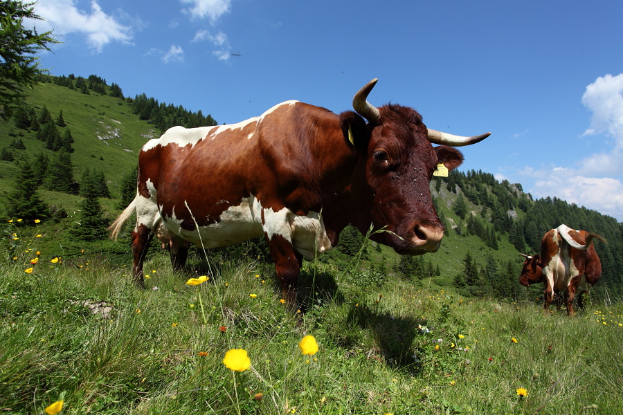Pinzgauer Kuh auf der Aualm