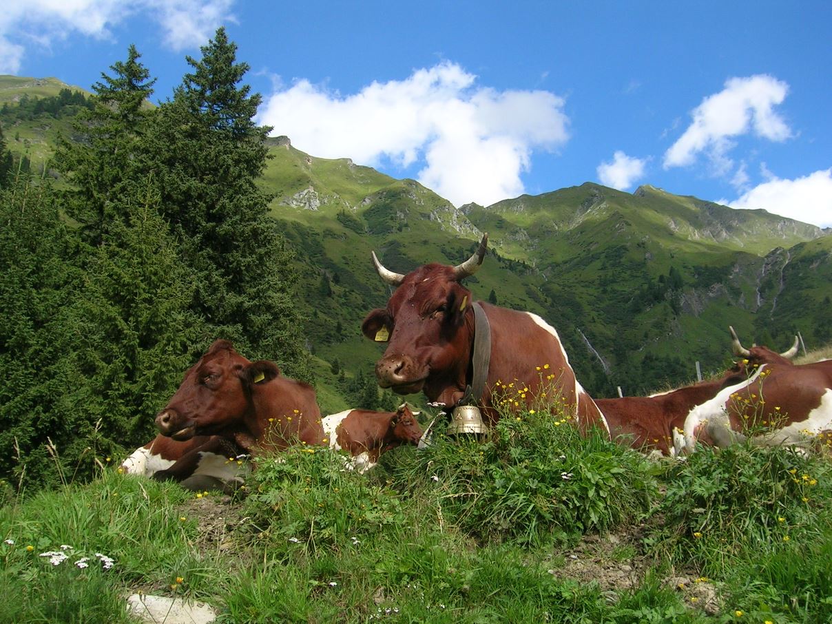 Sie sind es, die dafür gesorgt haben, dass es jetzt einmal besonders nach Land duftet.