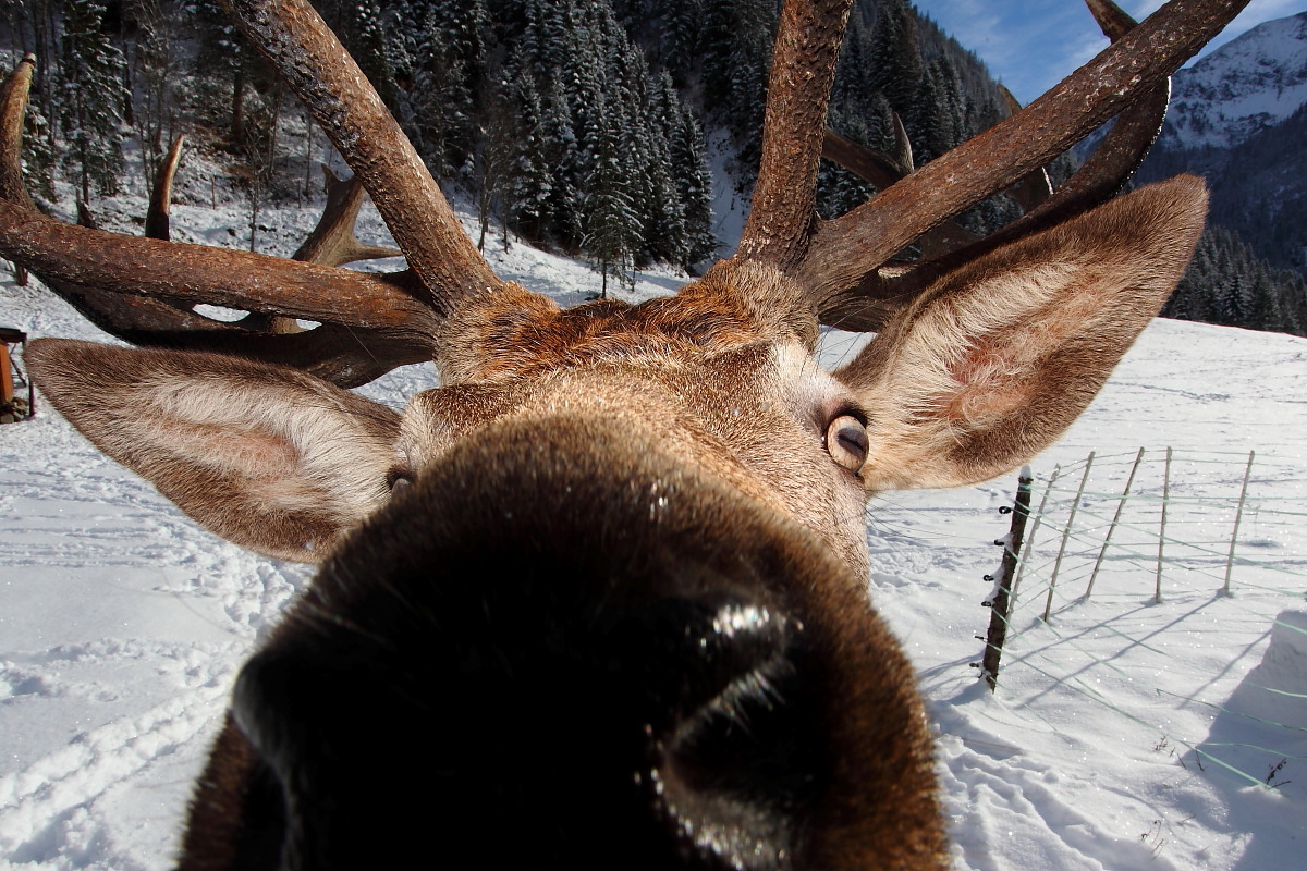 Aug in Aug - sprichwörtlich vor die Linse gelaufen