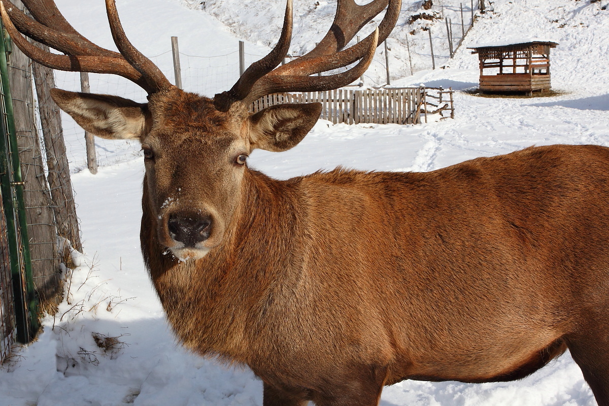 Ein Prachtexemplar von einem Hirsch