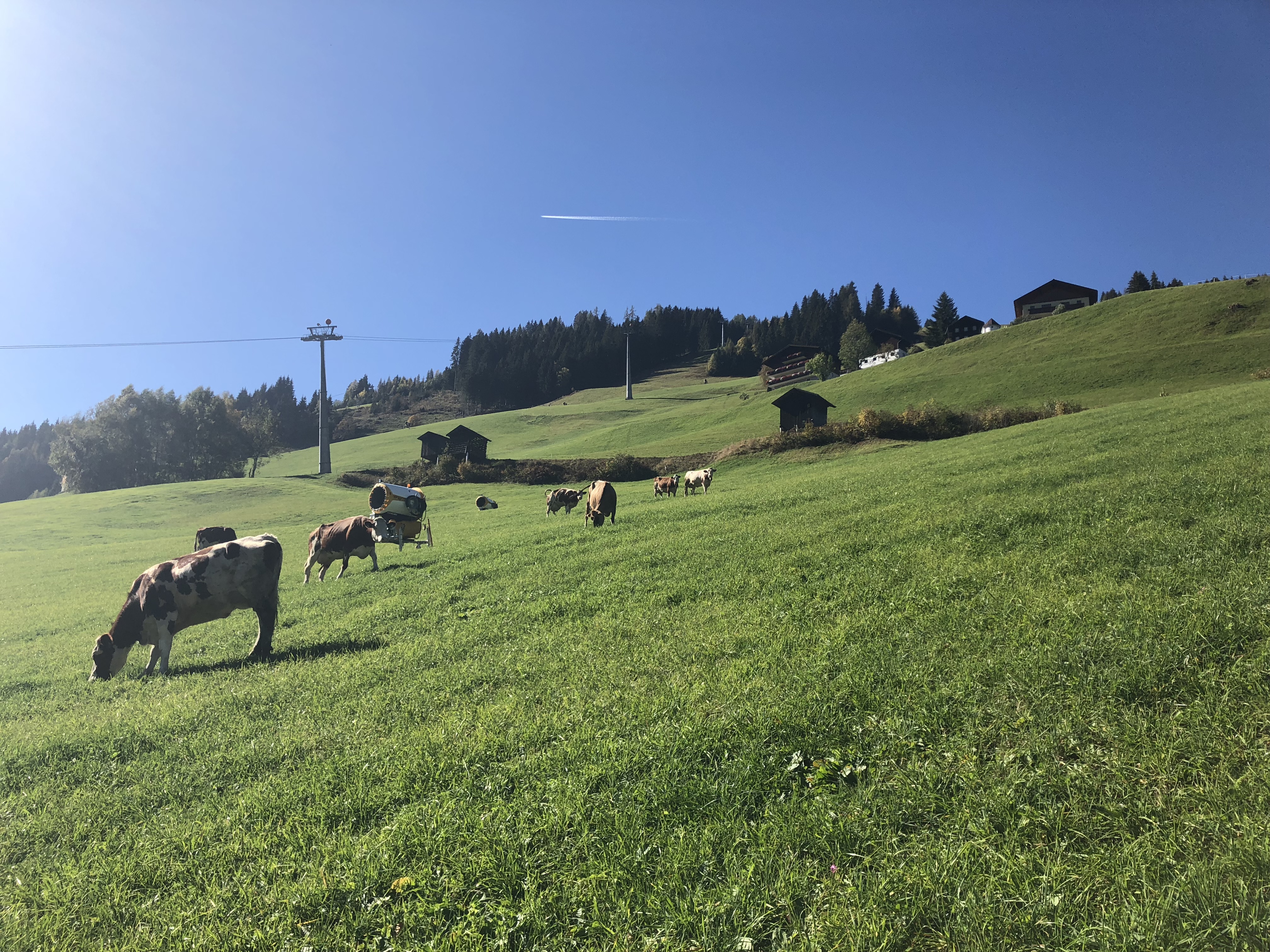 Die Kühe des "Roslehenbauern" mit den auf der Talabfahrt in Großarl positionierten Schneigeräten.