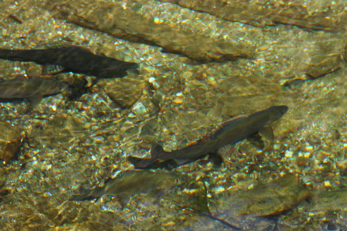 Der Talschluss von Hüttschlag ist ein begehrtes Fischwasser
