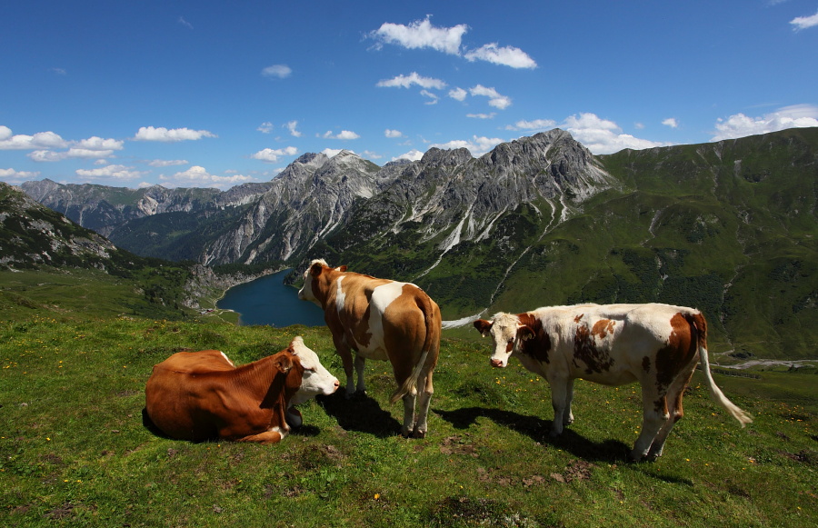 Kuhherde oberhalb des Tappenkarsees