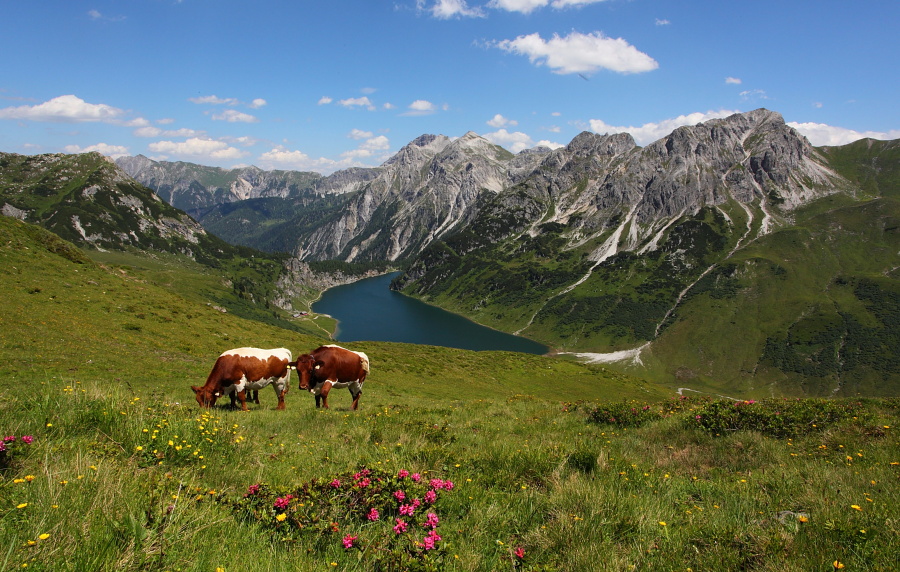 Kühe oberhalb des Tappenkarsees