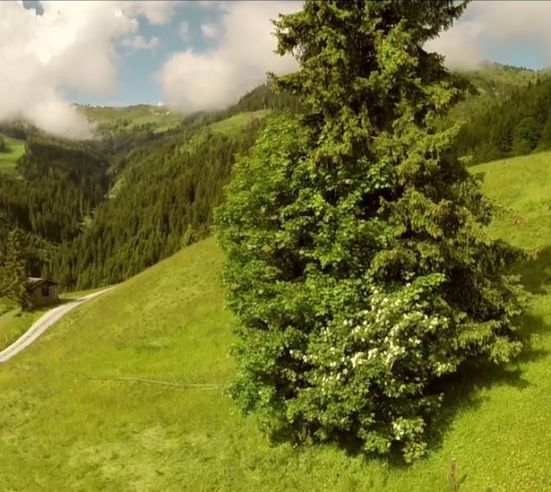 Vogelbeerbaum Großarltal