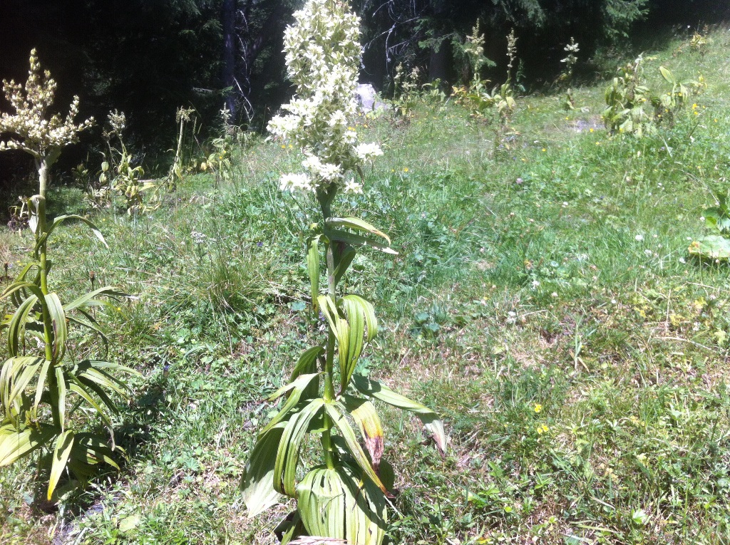 "Weißer Germer" auf dem Weg zu den Draugsteinalmen