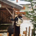 Advent im Großarltal