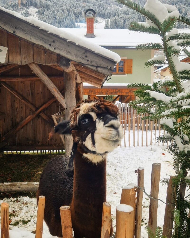 Alpakas beim Advent im Großarltal