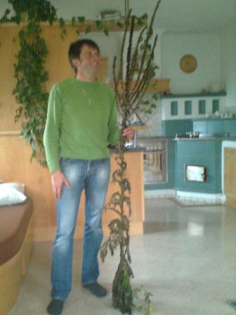 Willi mit 2 Meter langer Königskerze - Zeichen für tiefen Winter (in diesem Fall vielleicht Zeichen für einen alternativen Christbaum)