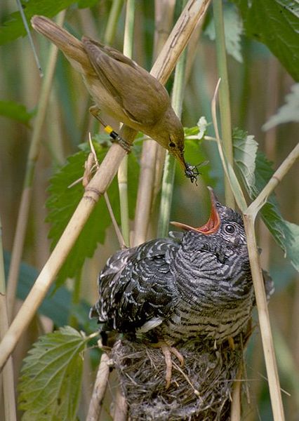 Ziehmutter füttert den Jungkuckuck