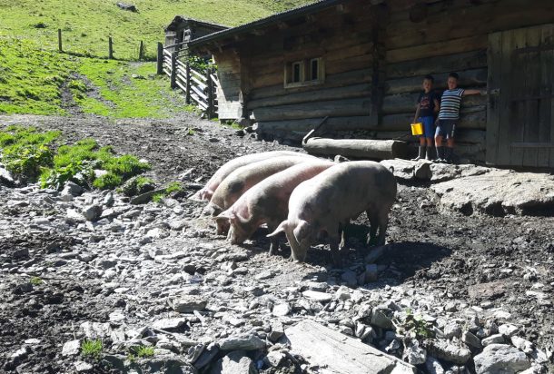 Glückliche Almschweinderl auf der Aigenalm-Mandlhütte
