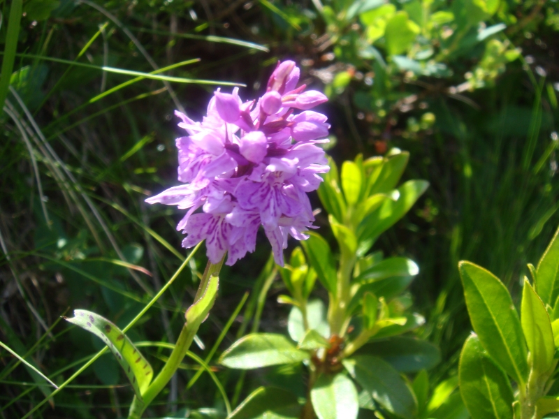 Ein Hauch Exotik auf den Bergen im Großarltal