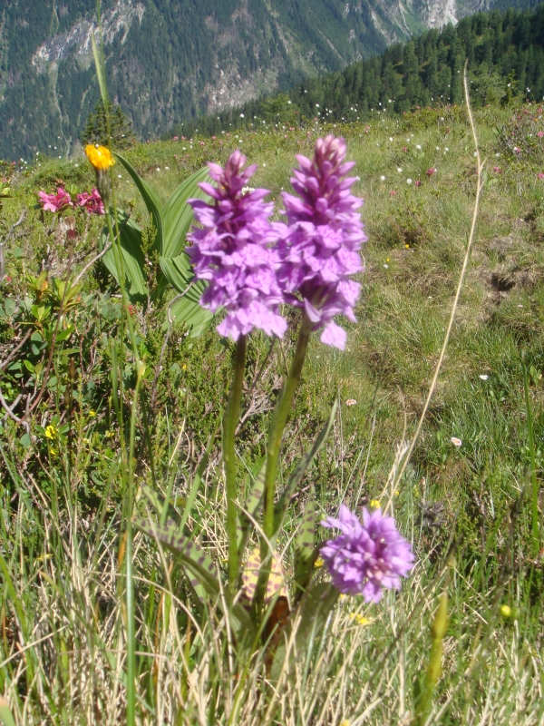 Orchideen auf den Bergen im Großarltal