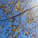 Herbstbäume Grossarl