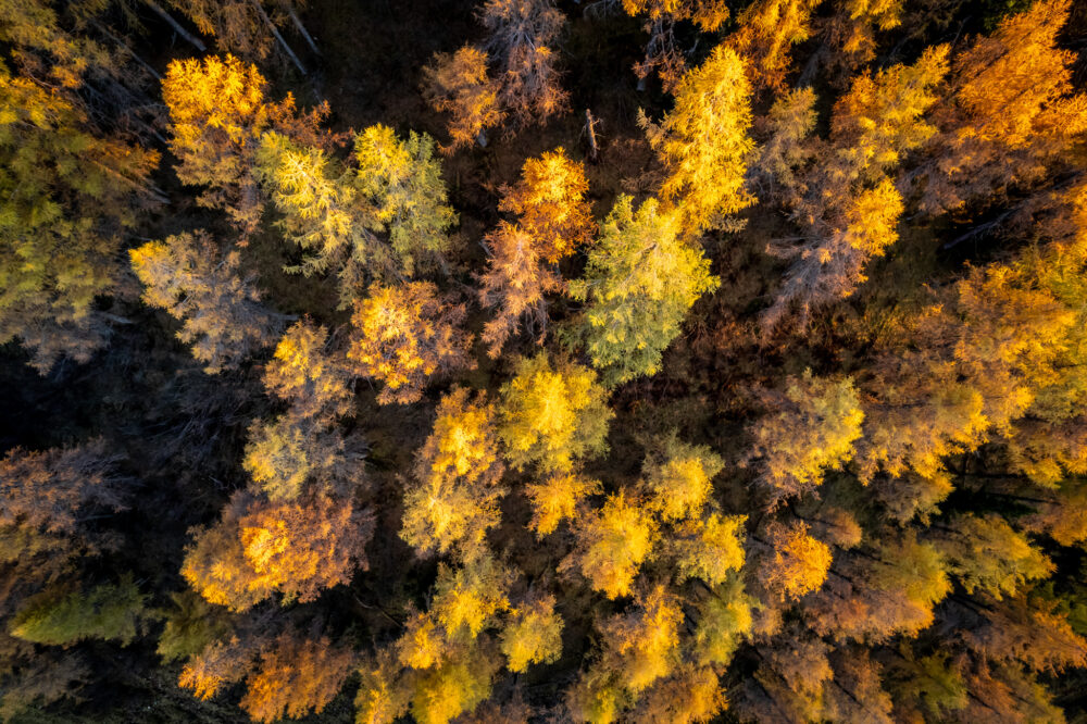 Herbstlicher Wald 